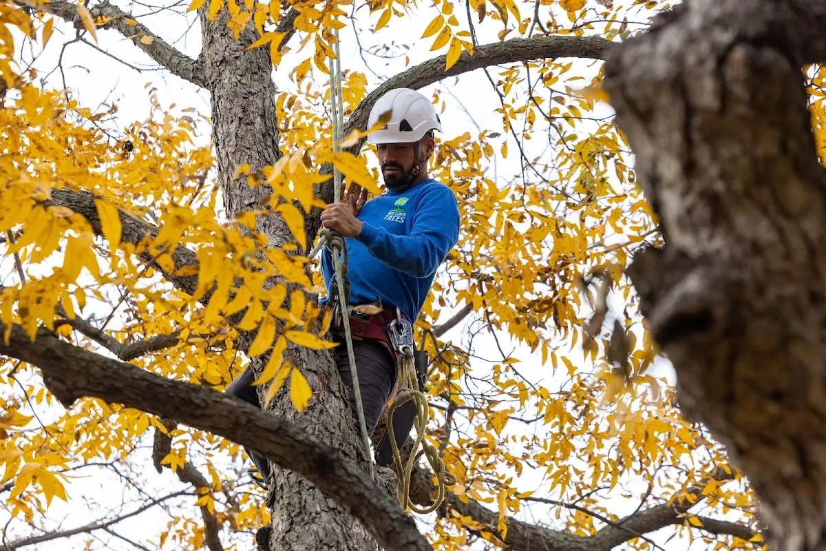 Skilled Tree Pruning crew working in Warsaw